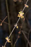 Southern spicebush <BR>Pondberry